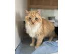 Adopt BIG O a Domestic Medium Hair