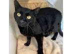 Adopt INKY DINK a Domestic Short Hair
