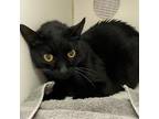 Adopt INKY DINK a Domestic Short Hair