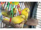 Adopt Sol, Miel, Armarillo a Parakeet (Other)