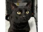 Adopt Large Lad a Domestic Short Hair