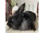 Adopt Oregano a Lionhead