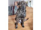 Adopt Roco - Foster Needed! a Labrador Retriever