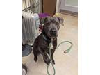 Adopt Dobman a Cane Corso, Mixed Breed