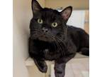 Adopt Grond a Domestic Short Hair