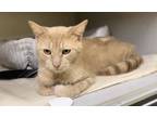 Adopt Pitcher a Domestic Short Hair