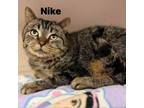 Adopt Nike 240197 a Domestic Short Hair