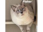 Adopt Fisher 240155 a Domestic Short Hair
