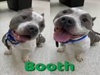 Adopt BOOTH a Pit Bull Terrier