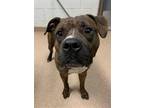Adopt JOEY a Pit Bull Terrier