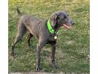 Adopt Kai a Weimaraner