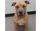 Adopt Russ a Pit Bull Terrier, Boxer