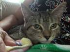 Adopt Carsonville Cacao a Domestic Short Hair, Tabby