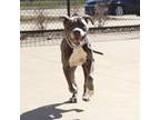 Adopt Waldo a Pit Bull Terrier, Mixed Breed