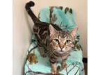 Adopt Vinny a Domestic Short Hair