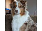 Adopt Leonard a Australian Shepherd