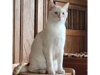 Adopt Oliver (Ollie) - bonded with Oscar a Siamese