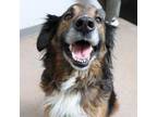 Adopt Bailey D15645: No Longer Accepting Applications a Collie