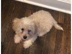 Adopt Bernie a Poodle, Yorkshire Terrier