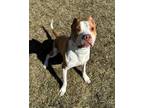 Adopt Polo a Pit Bull Terrier, Mixed Breed