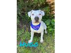 Adopt Hugo 123706 a Pit Bull Terrier