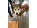 Adopt Thaddeus 111927 a Husky