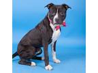 Adopt KEVIN a Pit Bull Terrier, Mixed Breed