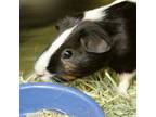 Adopt SMORES a Guinea Pig