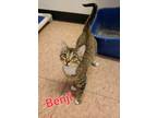 Adopt Benji a Domestic Short Hair