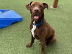 Adopt SPIDER a Labrador Retriever, Mixed Breed