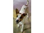 Adopt Buster Doublas a Cattle Dog