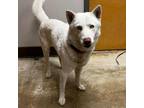 Adopt Pappy- 031101S a Husky