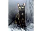 Adopt Coco a Bombay, Domestic Short Hair