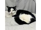 Adopt Blue a Domestic Short Hair, Tuxedo