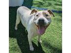 Adopt Francis a Pit Bull Terrier