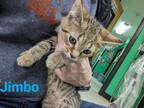 Adopt Jimbo a Domestic Short Hair