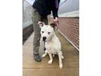 Adopt Hartley a Terrier, Mixed Breed