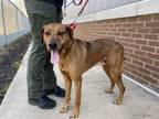 Adopt Cooper a Retriever, Mixed Breed