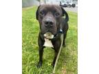 Adopt Cadbury Egg a Mixed Breed