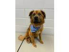 Adopt Chowder a Mixed Breed