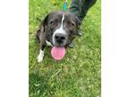 Adopt Duke a Mixed Breed