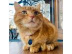 Adopt Melvin a Domestic Short Hair