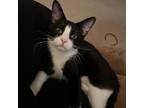 Adopt Sylvestor a Domestic Short Hair