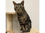 Adopt Dale a Tabby, Domestic Short Hair