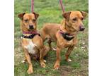 Adopt Dusty Brown (DR7137) and Bruiser Brown (DR7138) a Dachshund