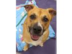 Adopt Chicken Wing a Pit Bull Terrier, Mixed Breed