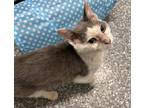 Adopt Polo a Domestic Short Hair