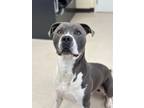 Adopt Lincoln a Pit Bull Terrier