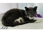 Adopt Grey a Domestic Short Hair