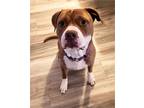 Adopt Kipper a Pit Bull Terrier